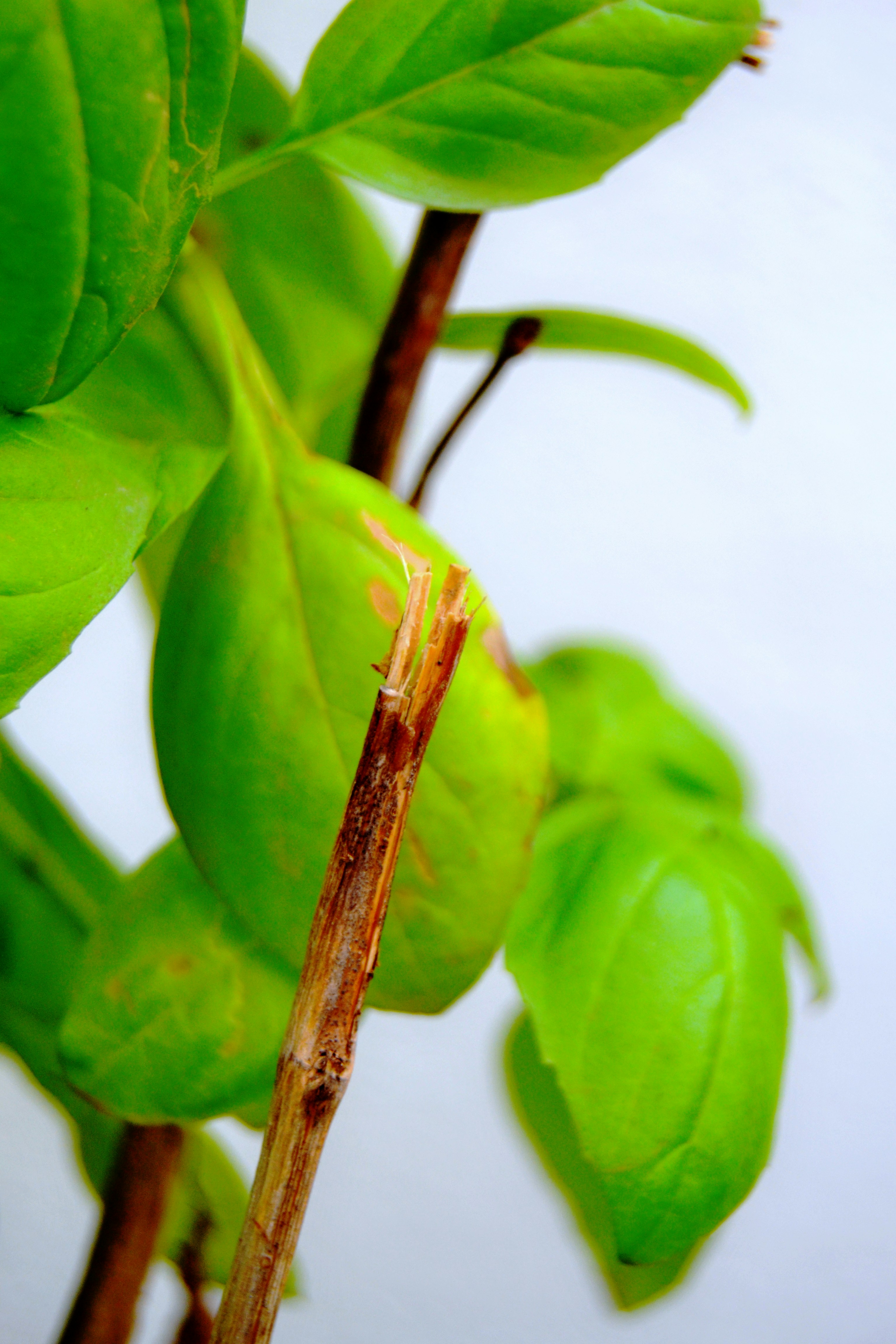 Nahaufnahme einer Pflanze mit grünen Blättern