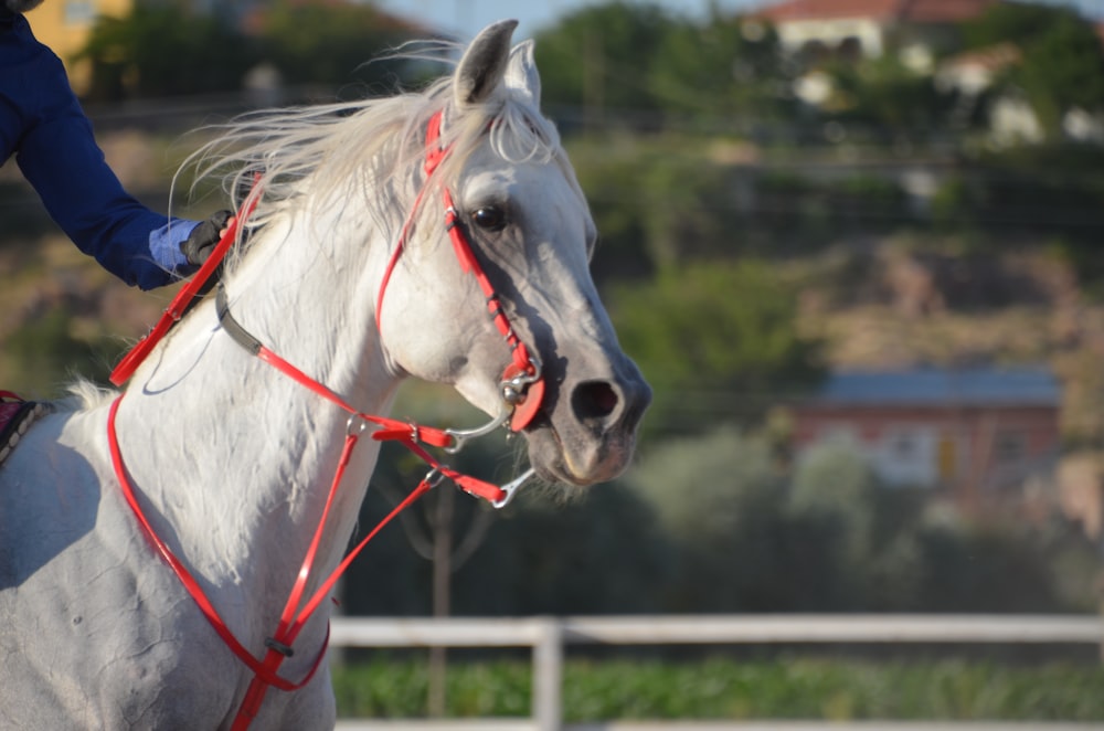 a person riding a white horse in a fenced in area