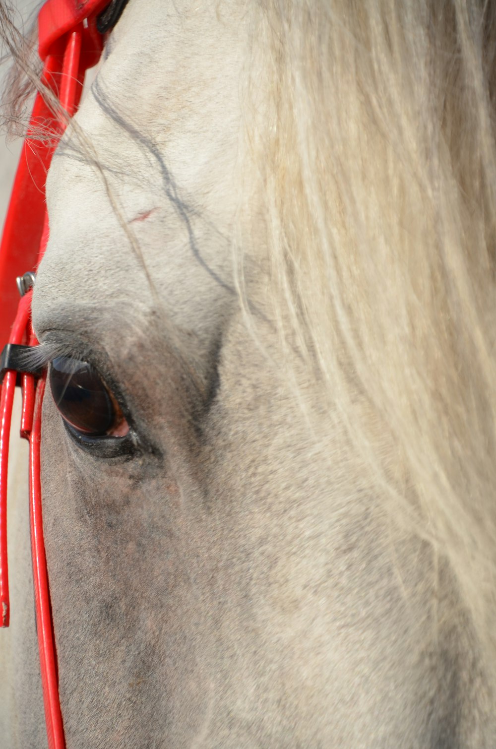 a close up of a horse with a red bridle
