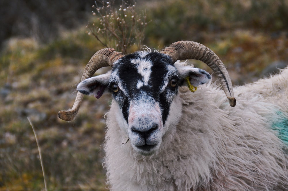 a close up of a goat with horns