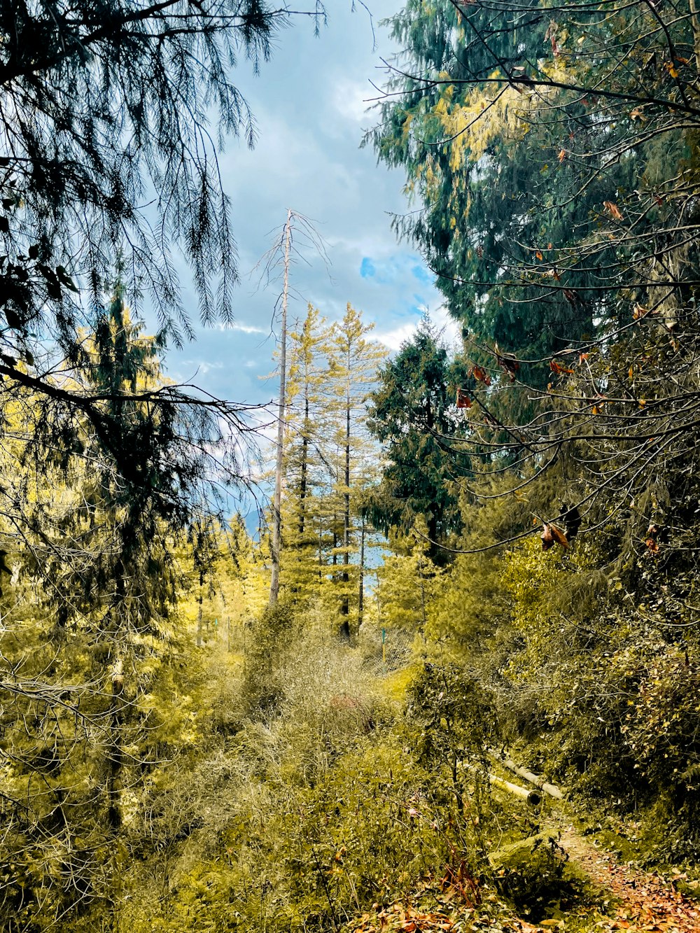 a path through a forest with lots of trees