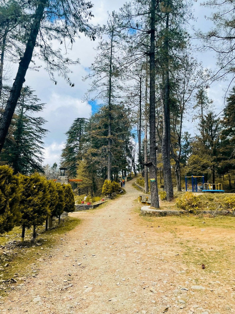 a dirt road surrounded by trees and bushes