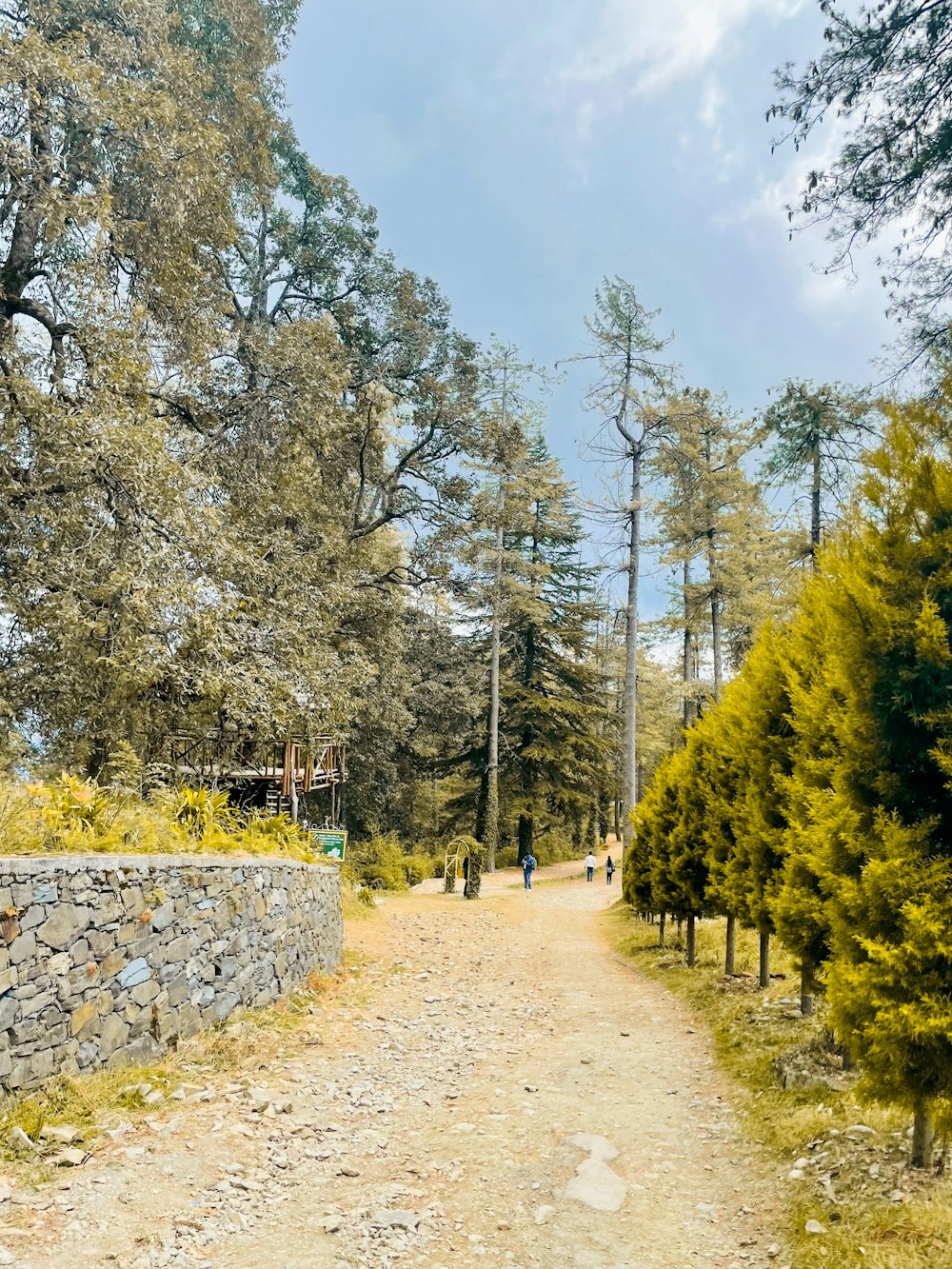 a dirt road in the middle of a forest