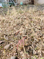 Close-up of a garden area before landscaping, with overgrown grass and sparse plants.