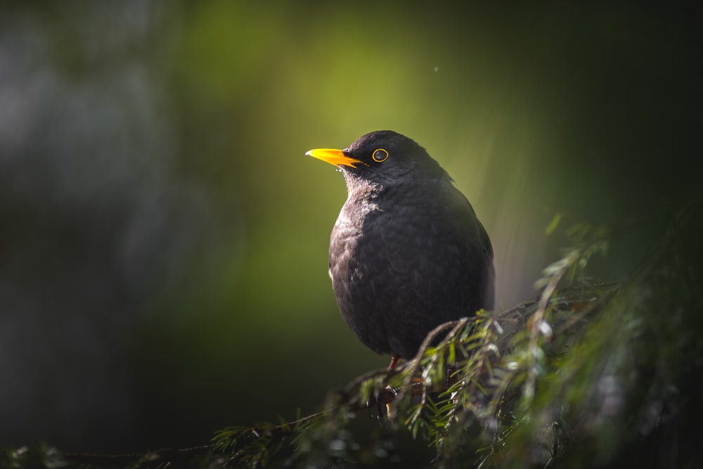 a bird with a yellow beak sitting on a tree branch