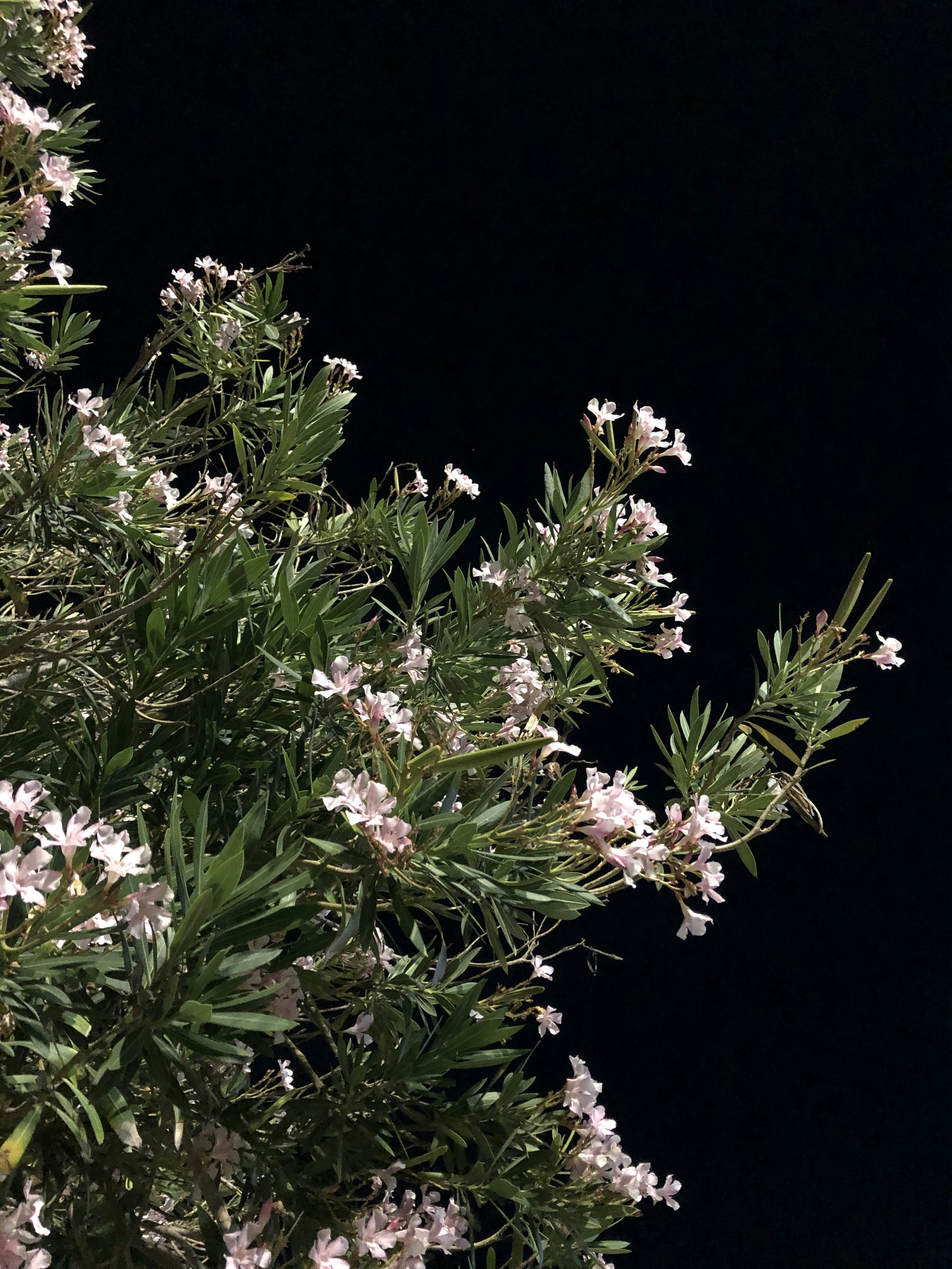 a close up of a tree with white flowers
