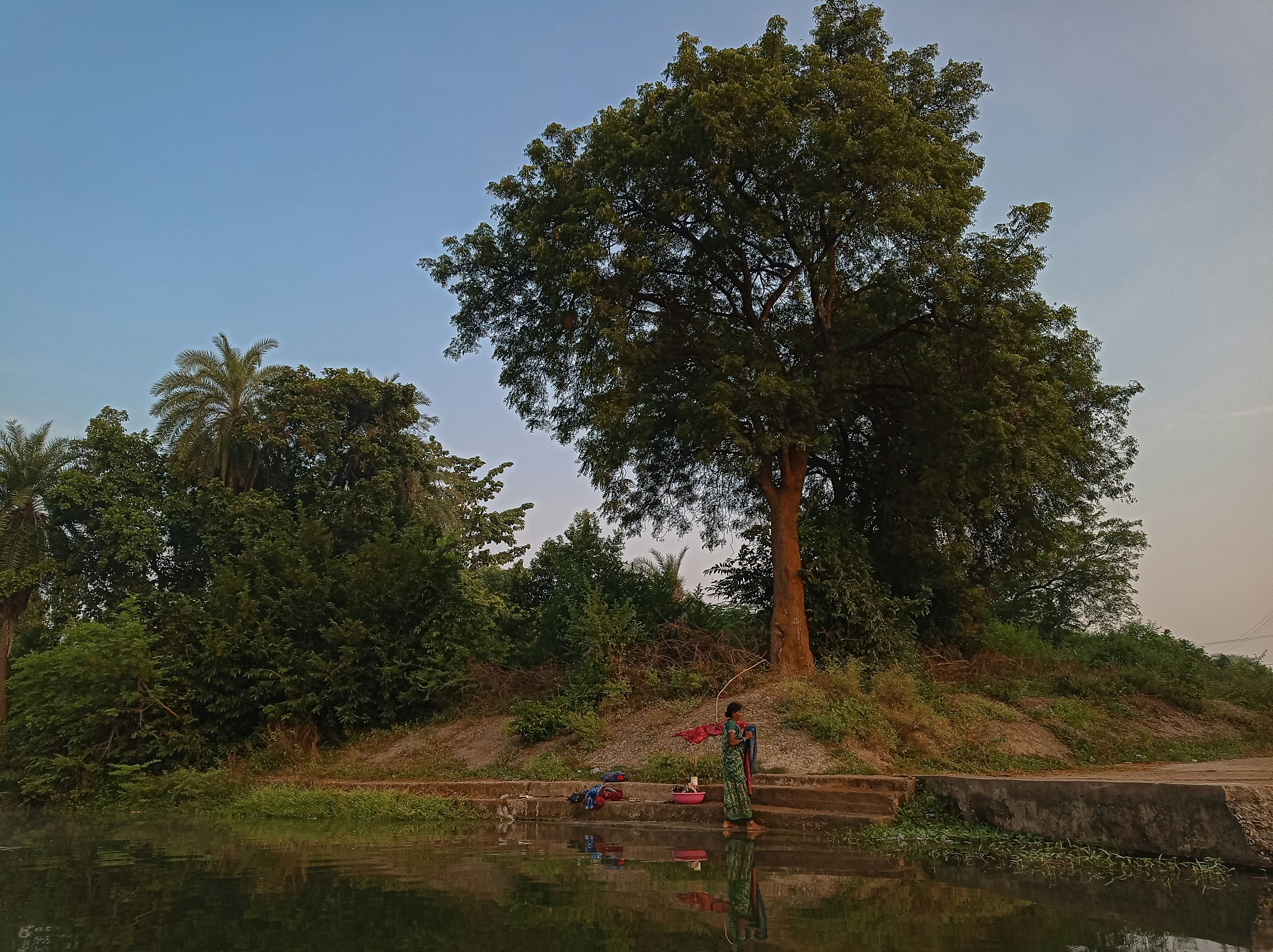 एक हरा-भरा घना जंगल जिसमें कई विशाल पुराने पेड़ खड़े हैं, और उनके बगल में हाल ही में कटे हुए पेड़ों के ढेर लगे हैं, पेड़ों के तने नए कटे हुए दिख रहे हैं