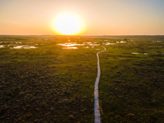A bright sunrise over a wetland restoration project with native plants flourishing.