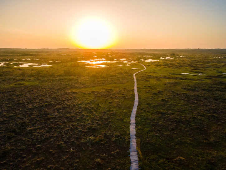A bright sunrise over a wetland restoration project with native plants flourishing.