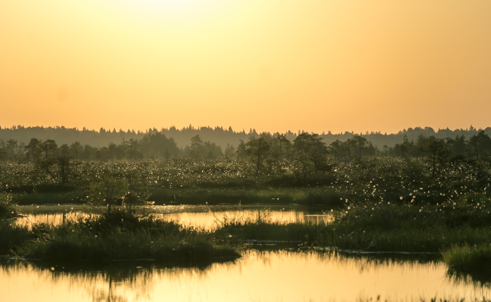 un grande specchio d'acqua circondato da una foresta