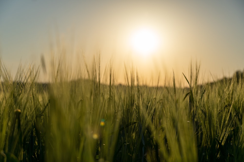 a field of grass with the sun in the background