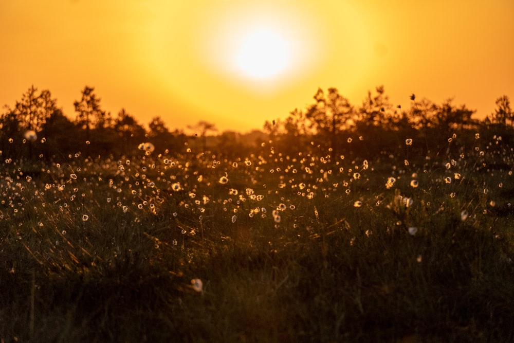 the sun is setting over a field of flowers