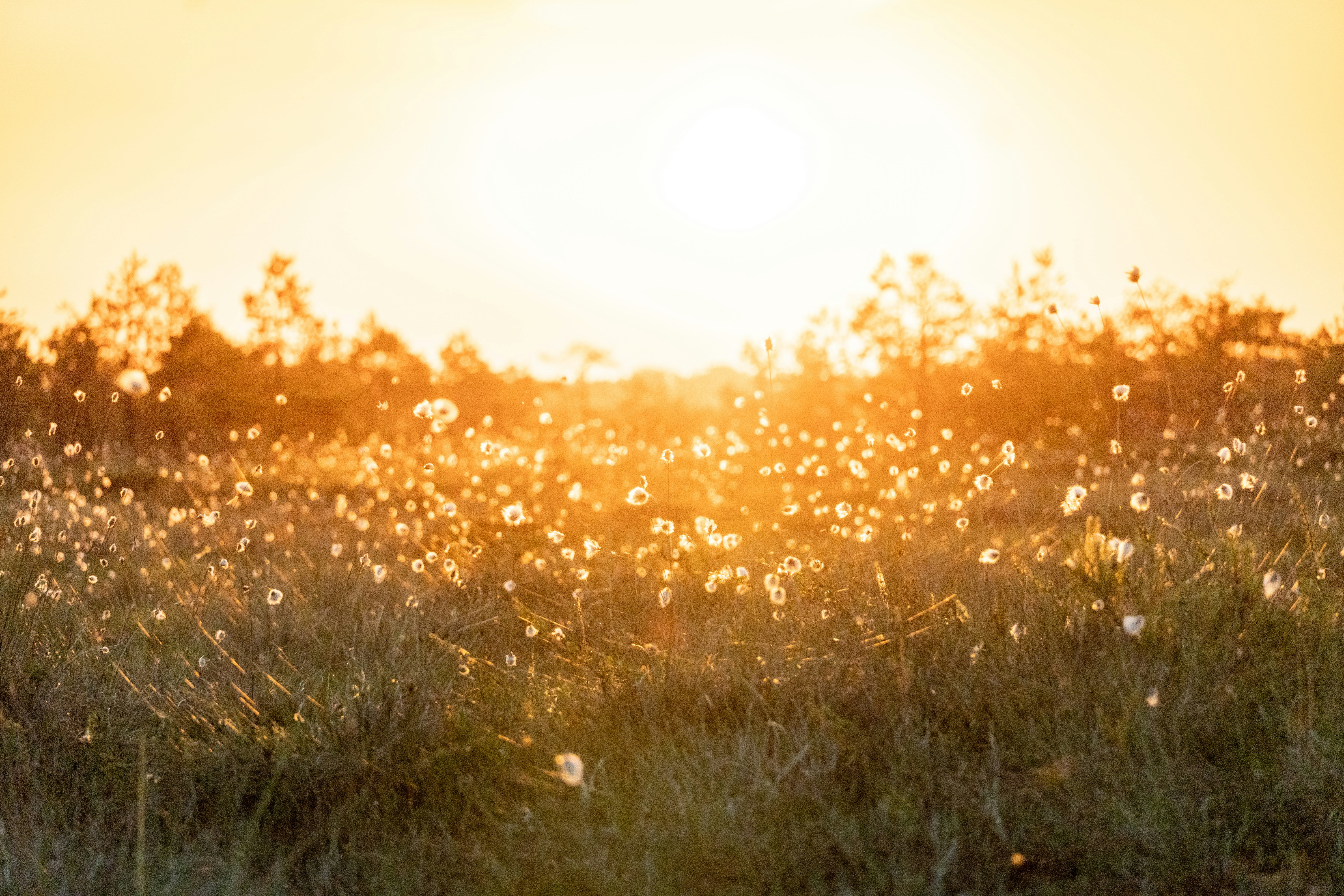 a field of grass with the sun setting in the background, 