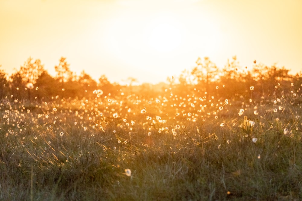 un campo d'erba con il sole che tramonta sullo sfondo