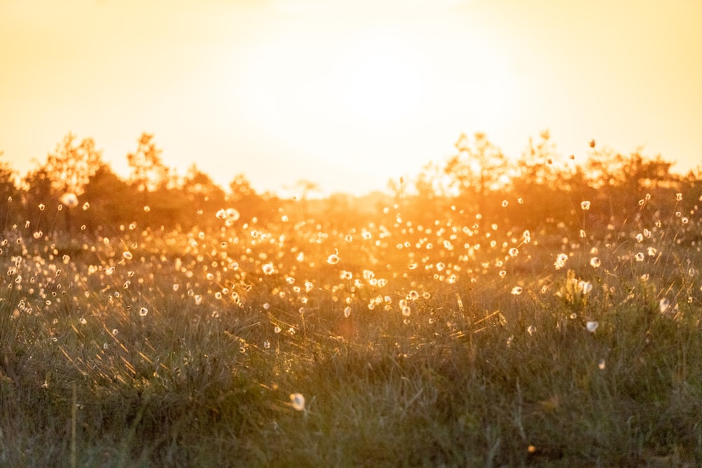 um campo de grama com o pôr do sol no fundo