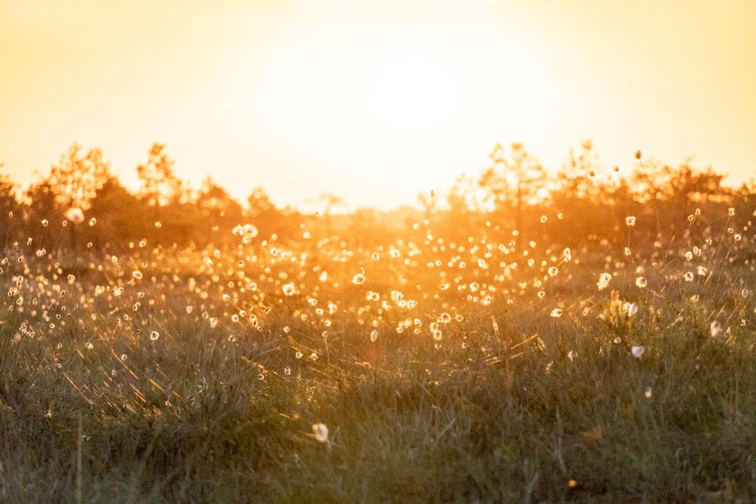 a field of grass with the sun setting in the background,