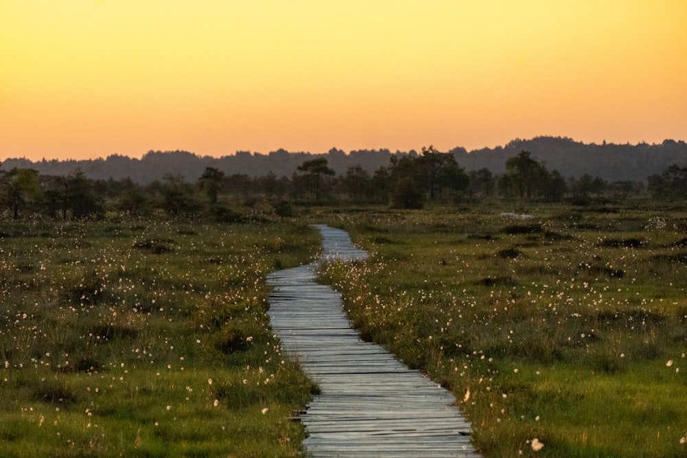 a path in the middle of a grassy field