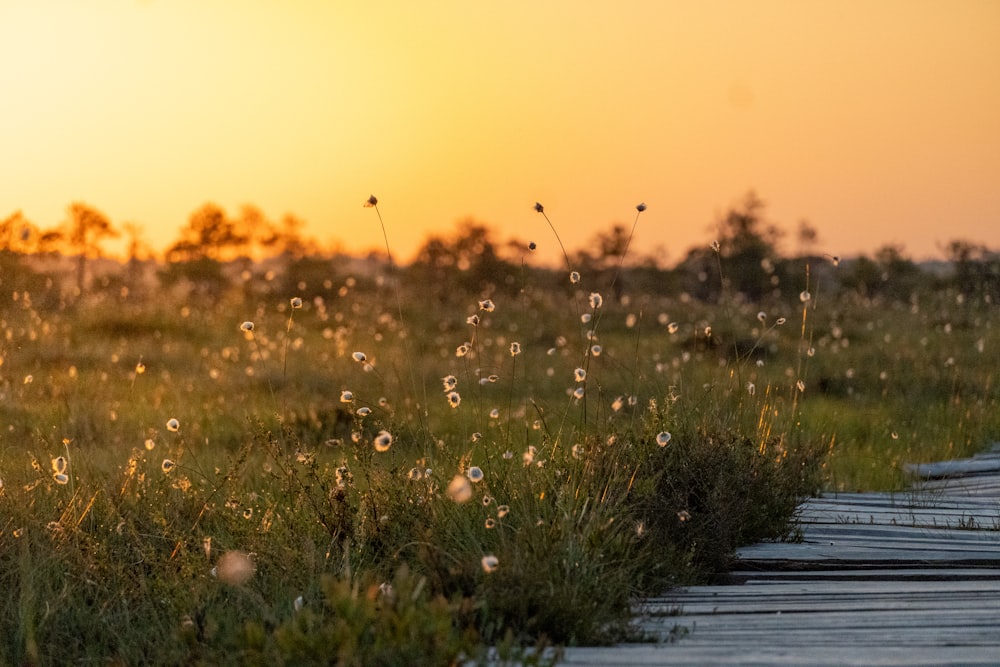 Die Sonne geht über einer Wiese unter