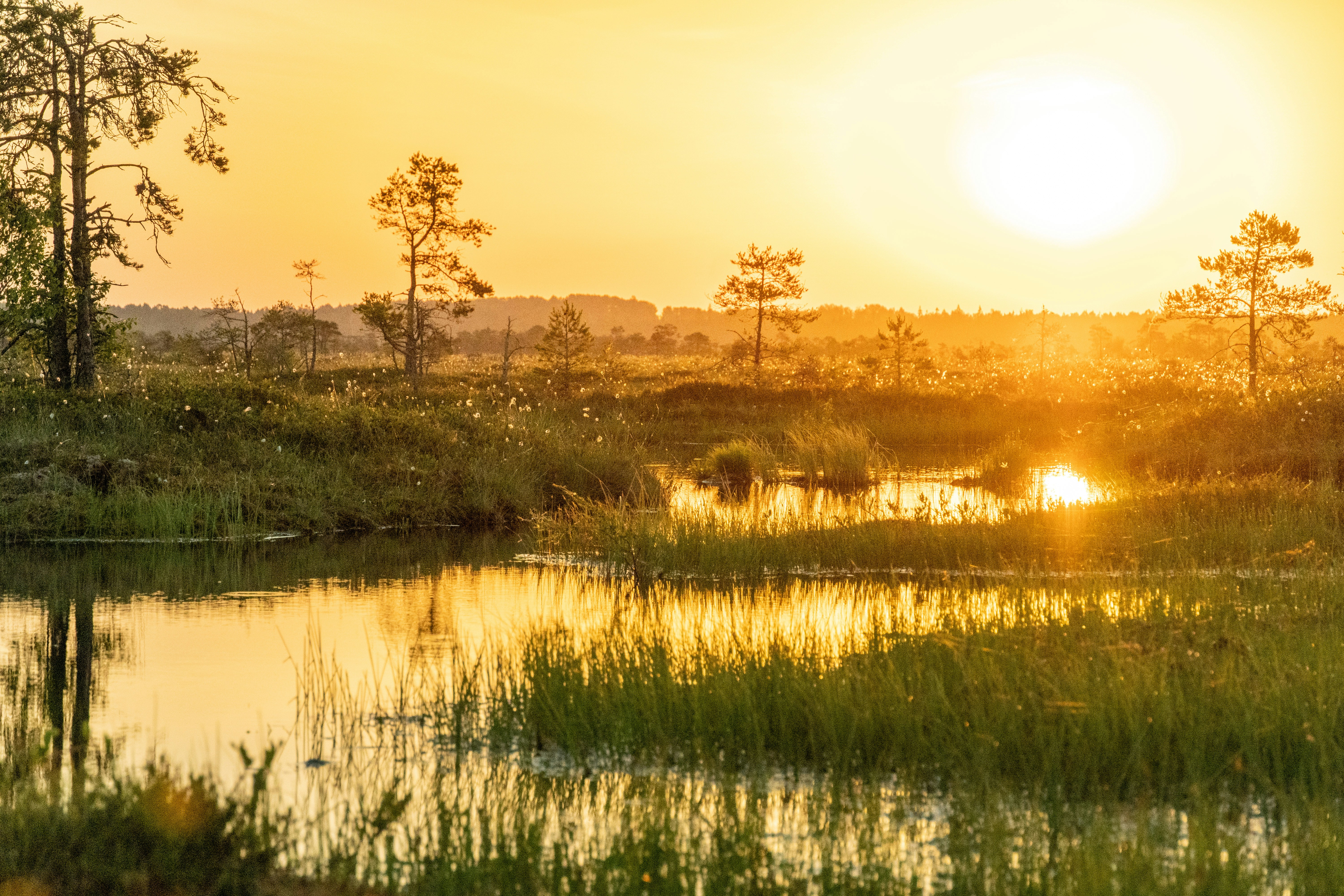 जानें आर्द्रभूमि दिवस के महत्व और इतिहास के बारे में