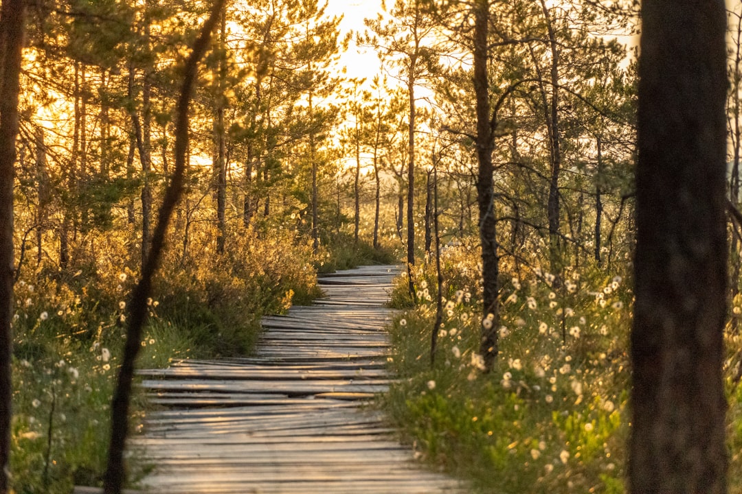 a path in the woods leading to a forest,