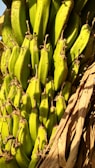 A close-up of a cluster of unripe green bananas still attached to their stalk. The bananas have a smooth, shiny surface and are surrounded by brown, dry banana leaves.