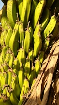 A close-up of a cluster of unripe green bananas still attached to their stalk. The bananas have a smooth, shiny surface and are surrounded by brown, dry banana leaves.