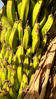 A close-up of a cluster of unripe green bananas still attached to their stalk. The bananas have a smooth, shiny surface and are surrounded by brown, dry banana leaves.