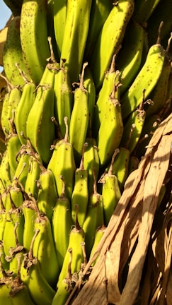 A close-up of a cluster of unripe green bananas still attached to their stalk. The bananas have a smooth, shiny surface and are surrounded by brown, dry banana leaves.