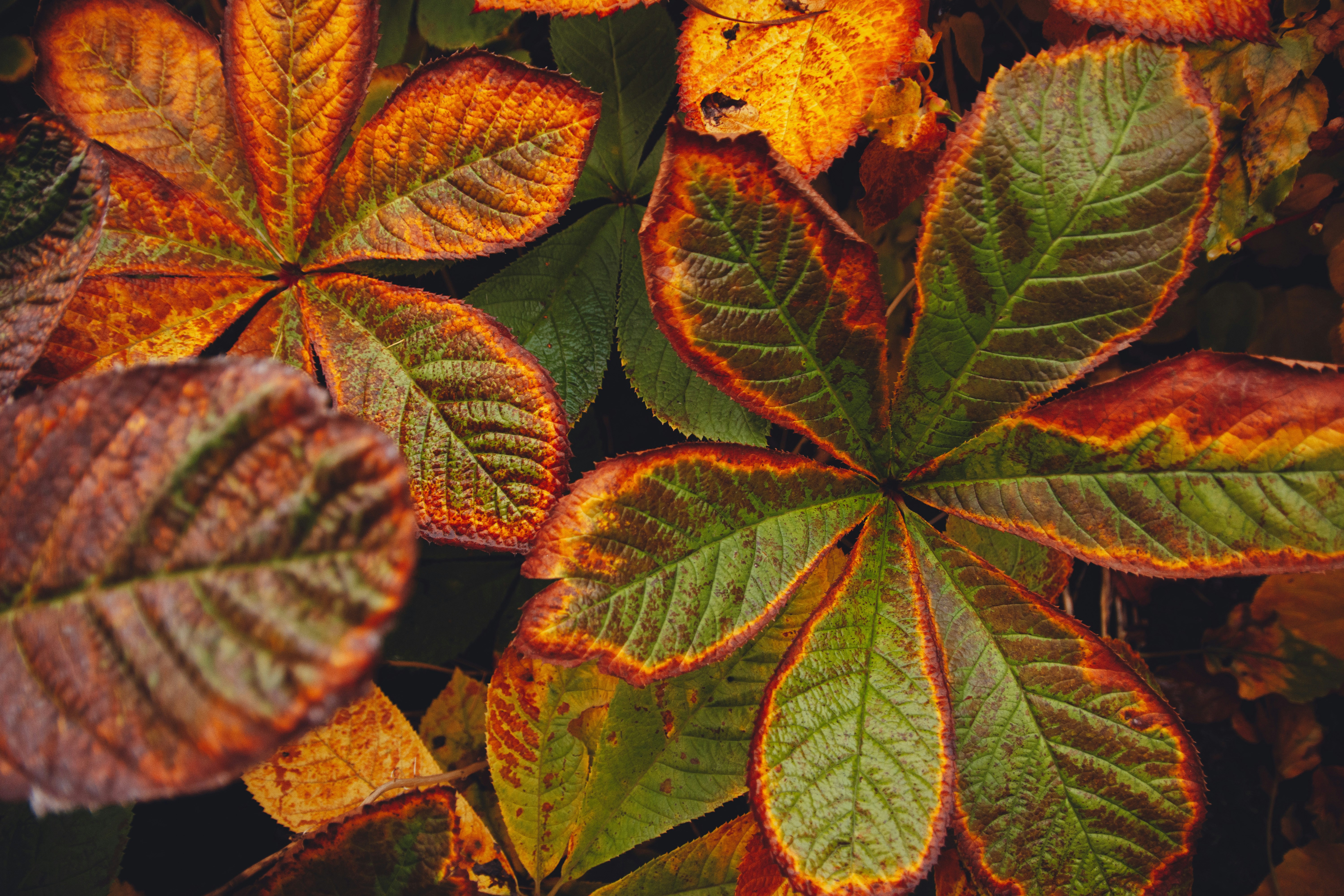 緑と黄色の植物のクローズアップ