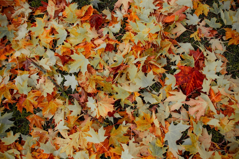 a bunch of leaves that are laying on the ground