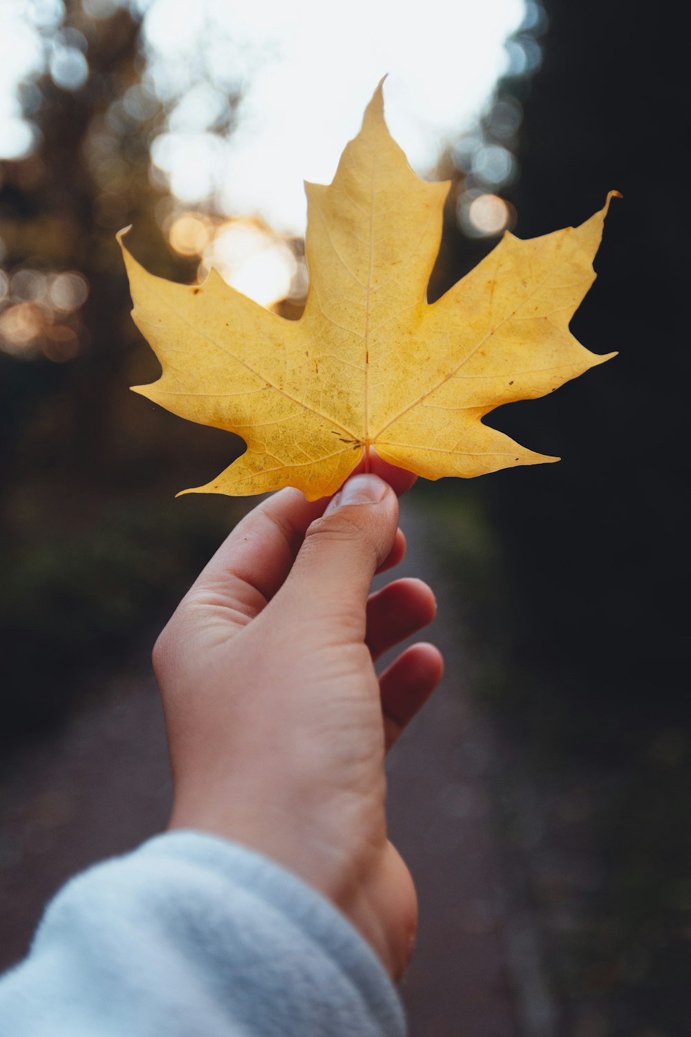 a person holding a yellow leaf in their hand