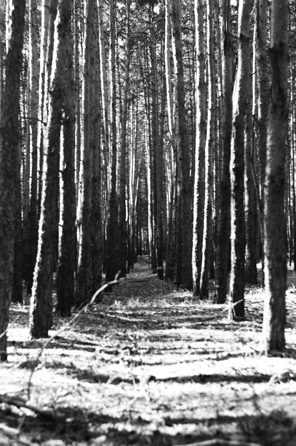 a black and white photo of a path in the woods
