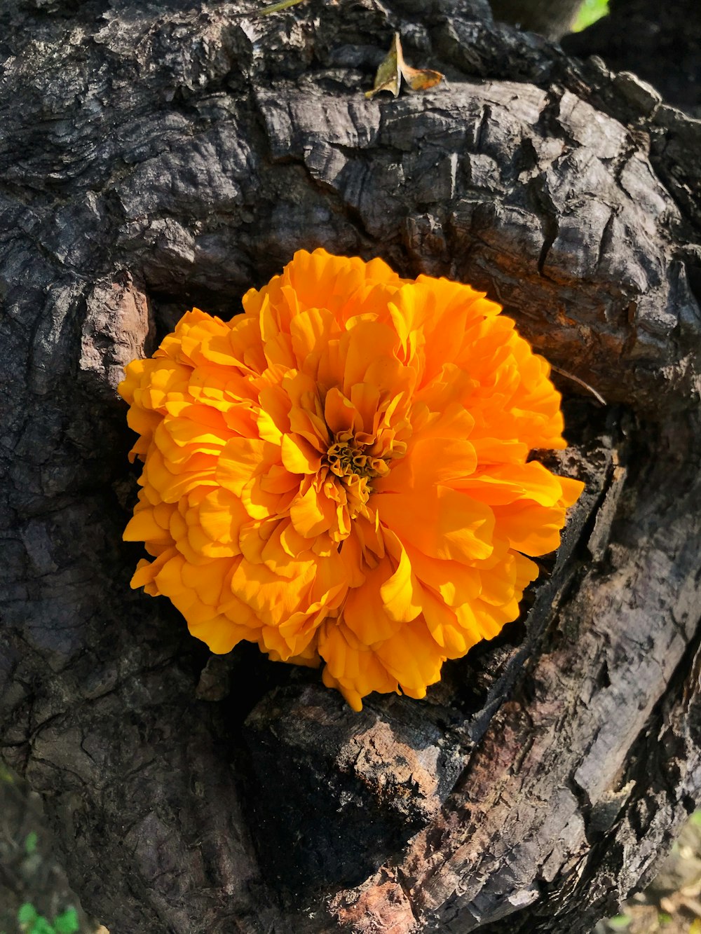 a yellow flower sitting on top of a tree stump