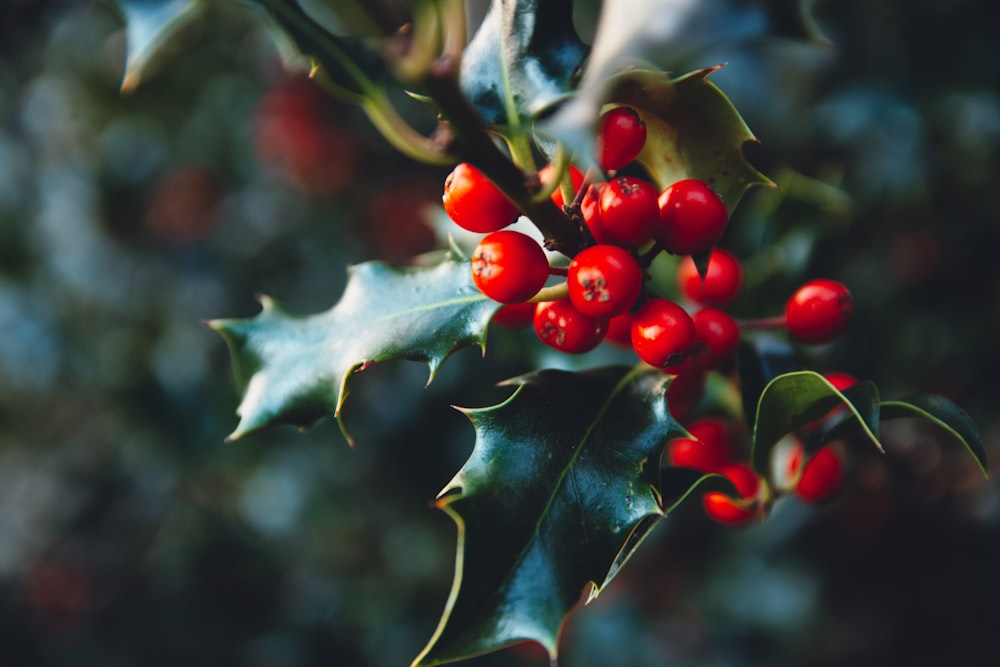 ein Stechpalmenzweig mit roten Beeren und grünen Blättern