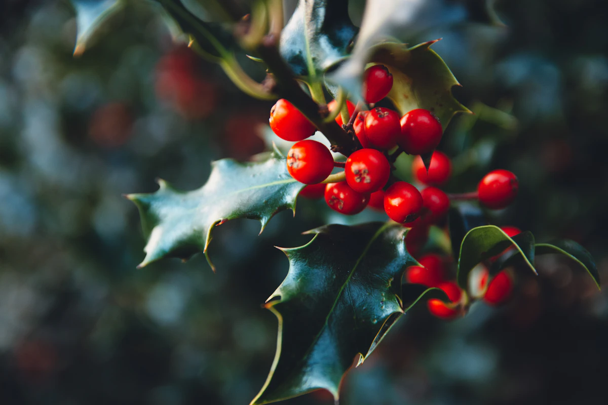 Winter interest plants with berries and bark