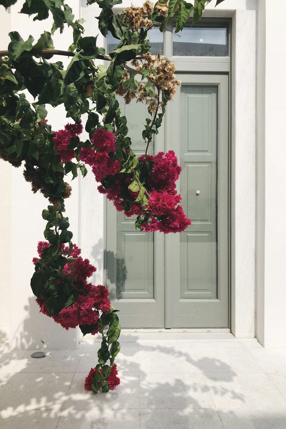 a door with a plant growing out of it