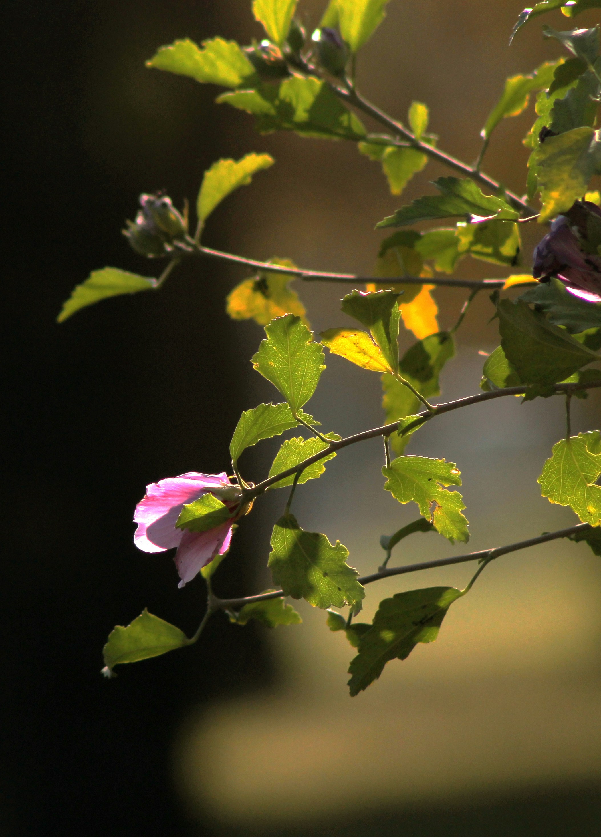 Photo by assadtanoli