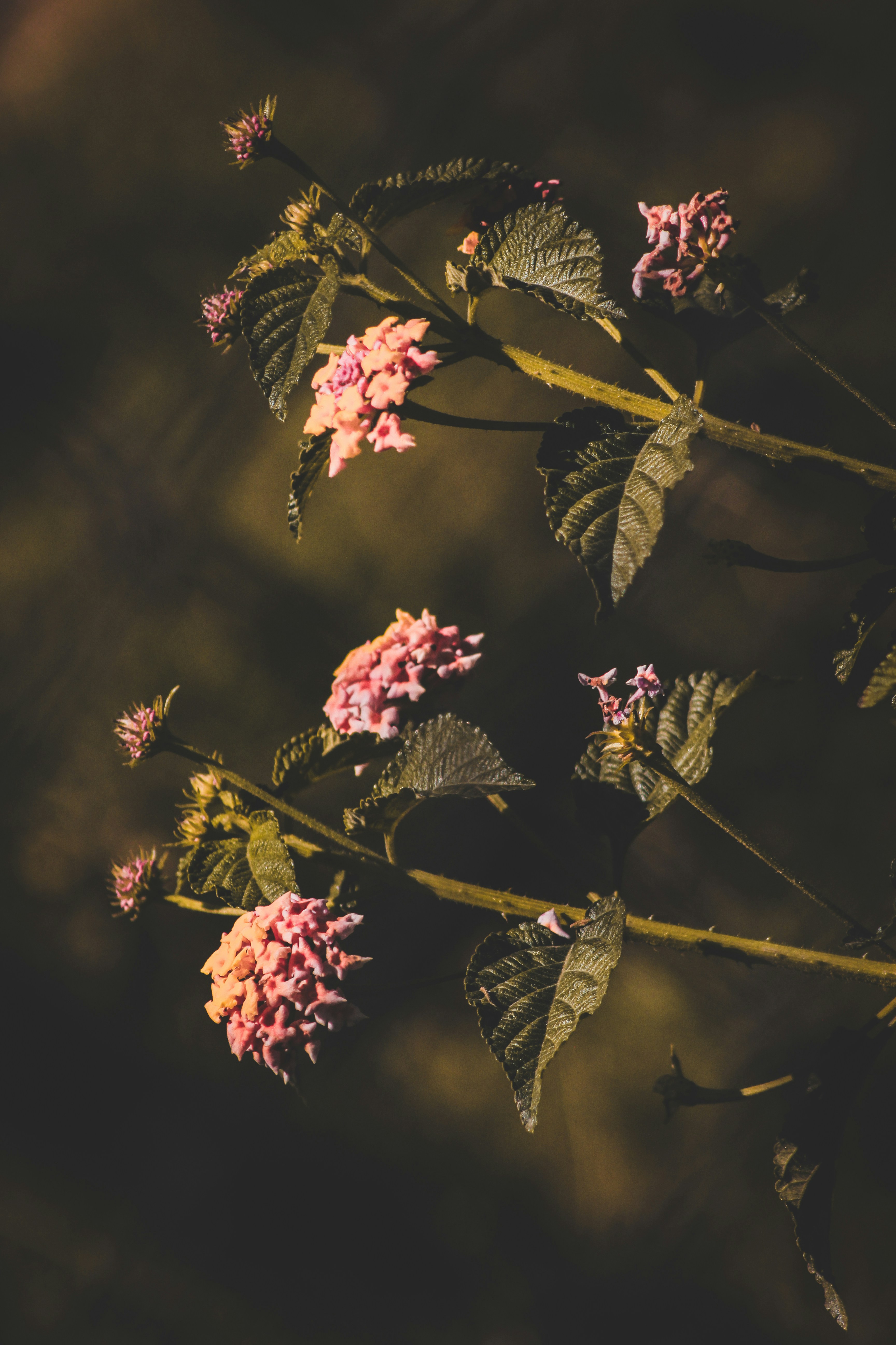 Photo by assadtanoli