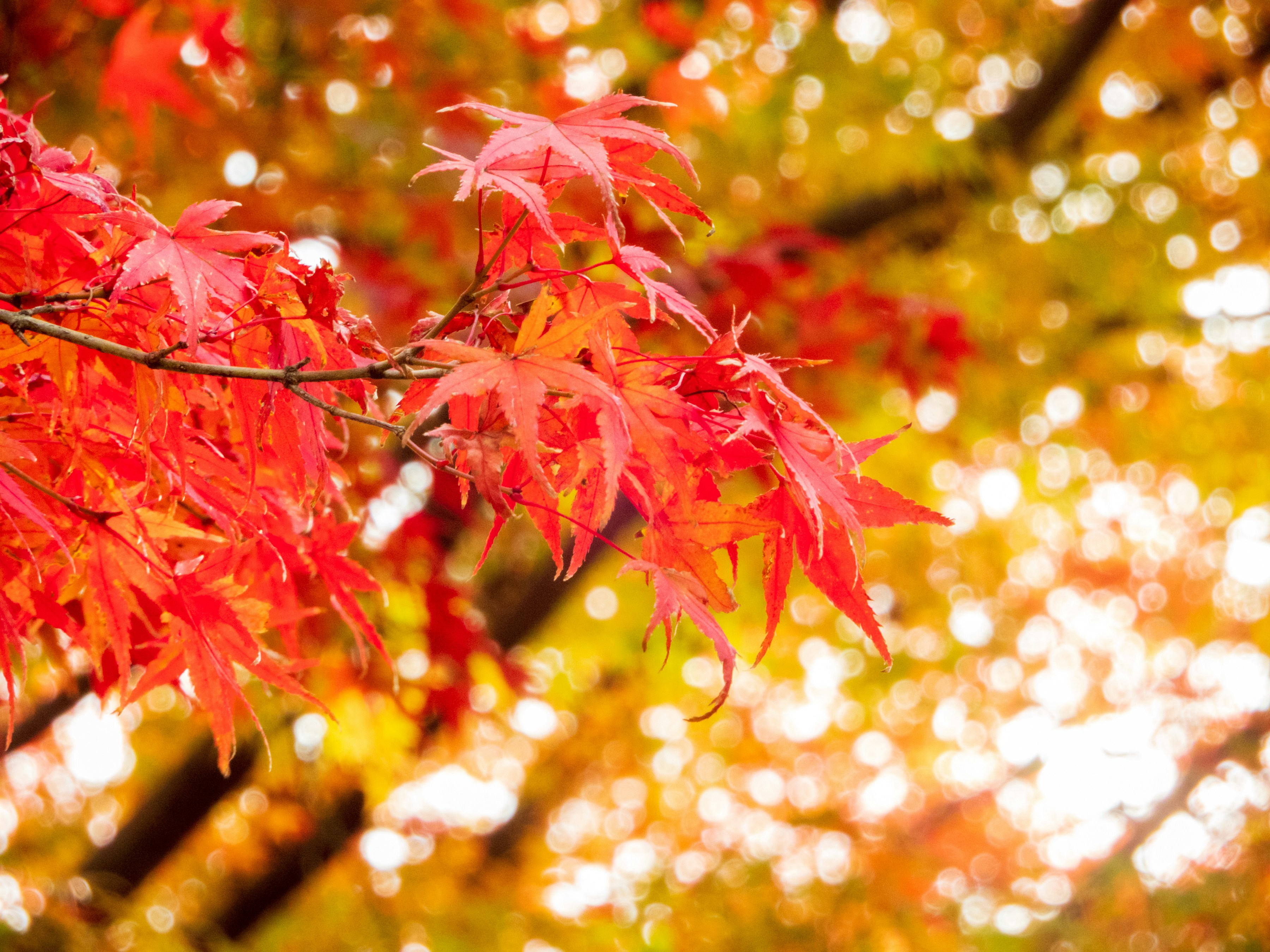 Photo by heppoko_yama