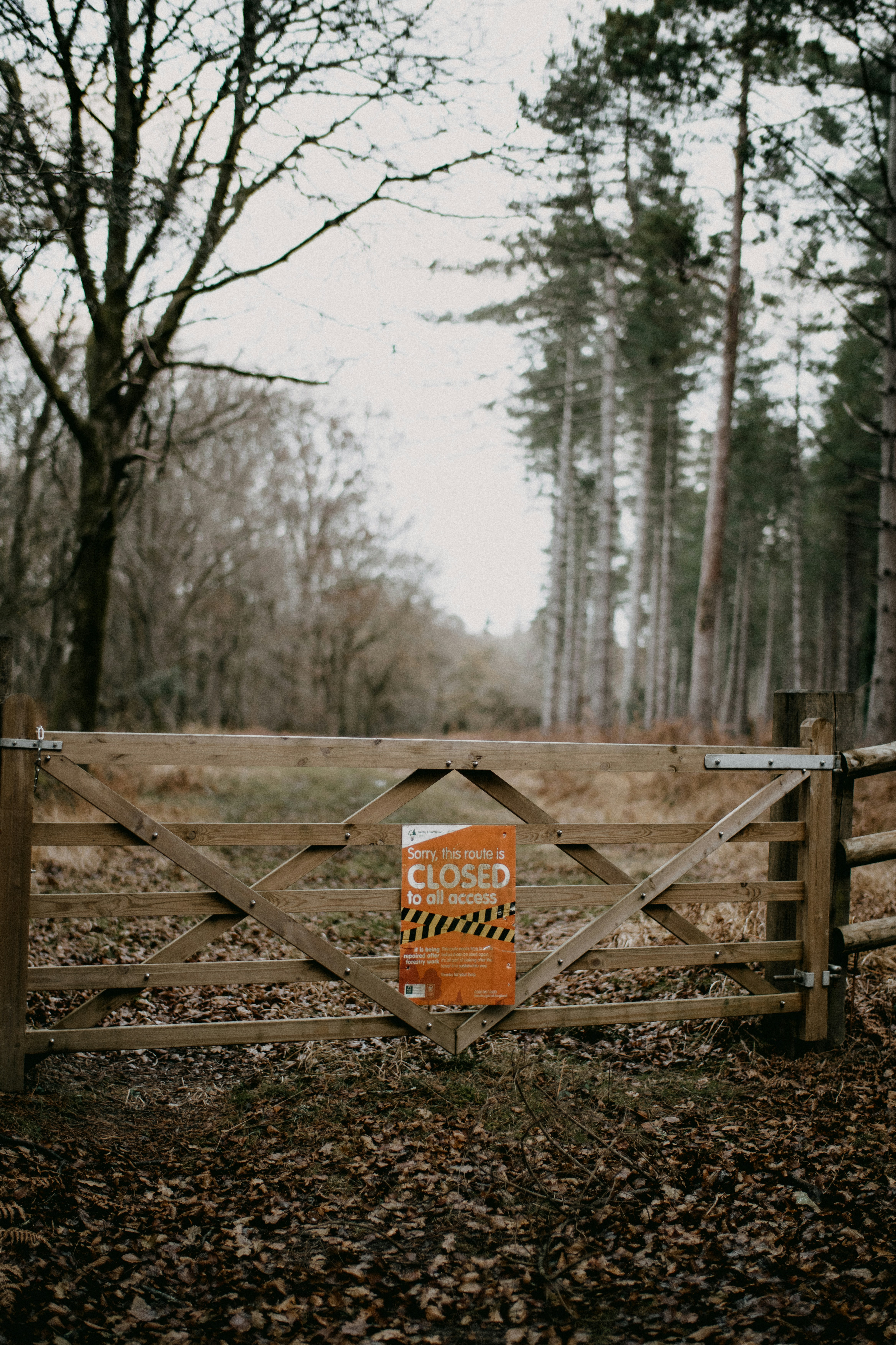 a closed gate in the middle of a wooded area