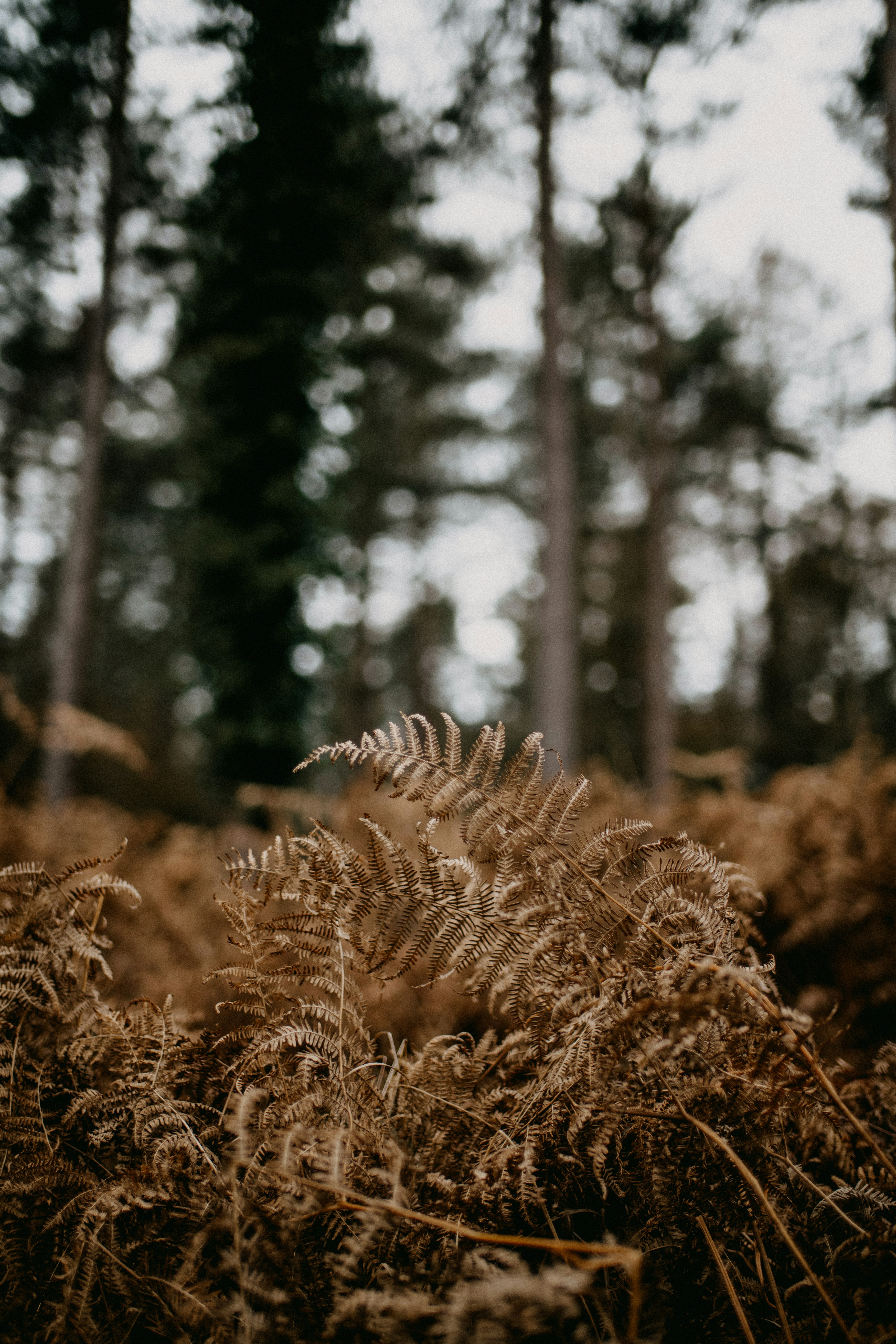 a close up of a plant in the middle of a forest