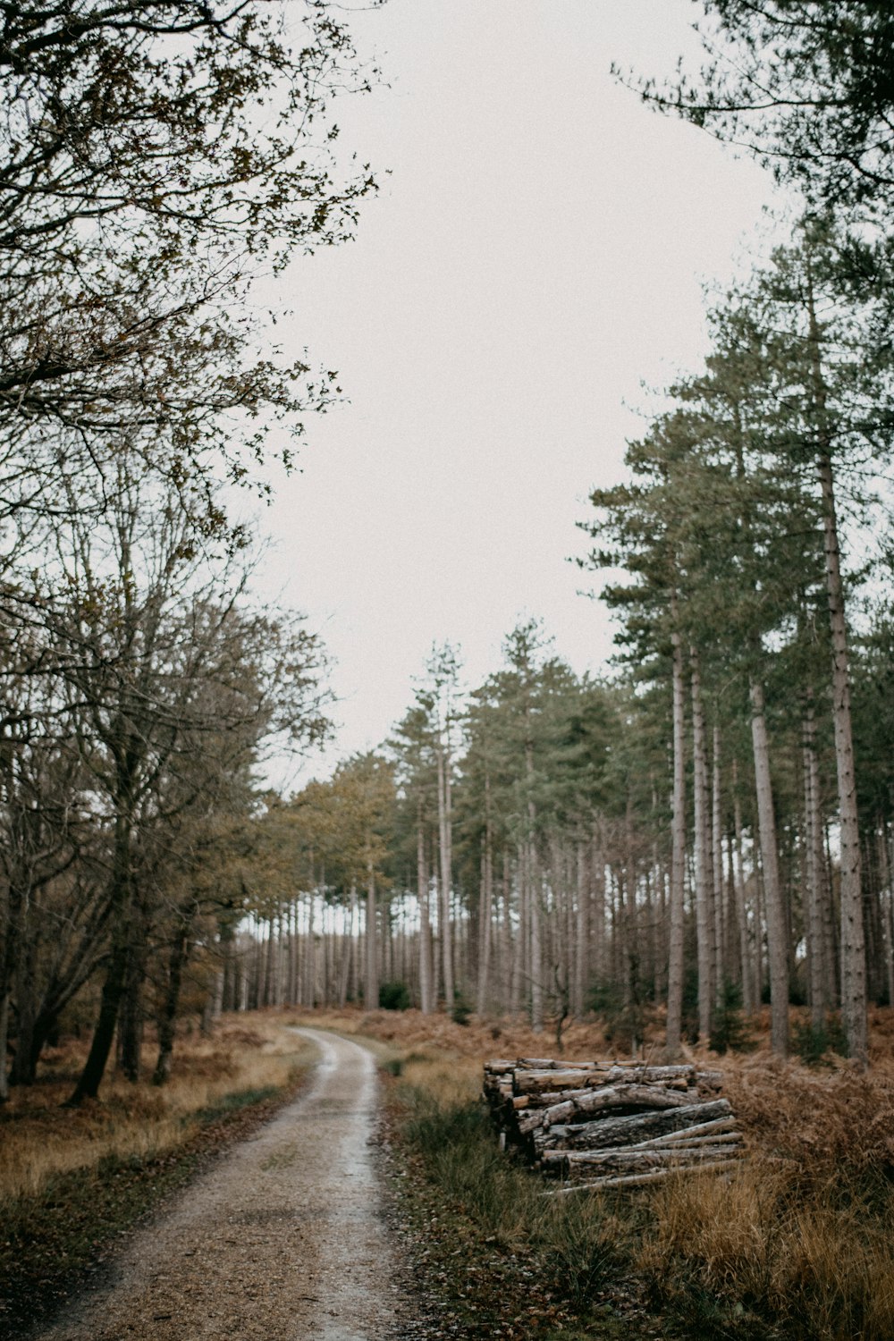 a dirt road in the middle of a forest