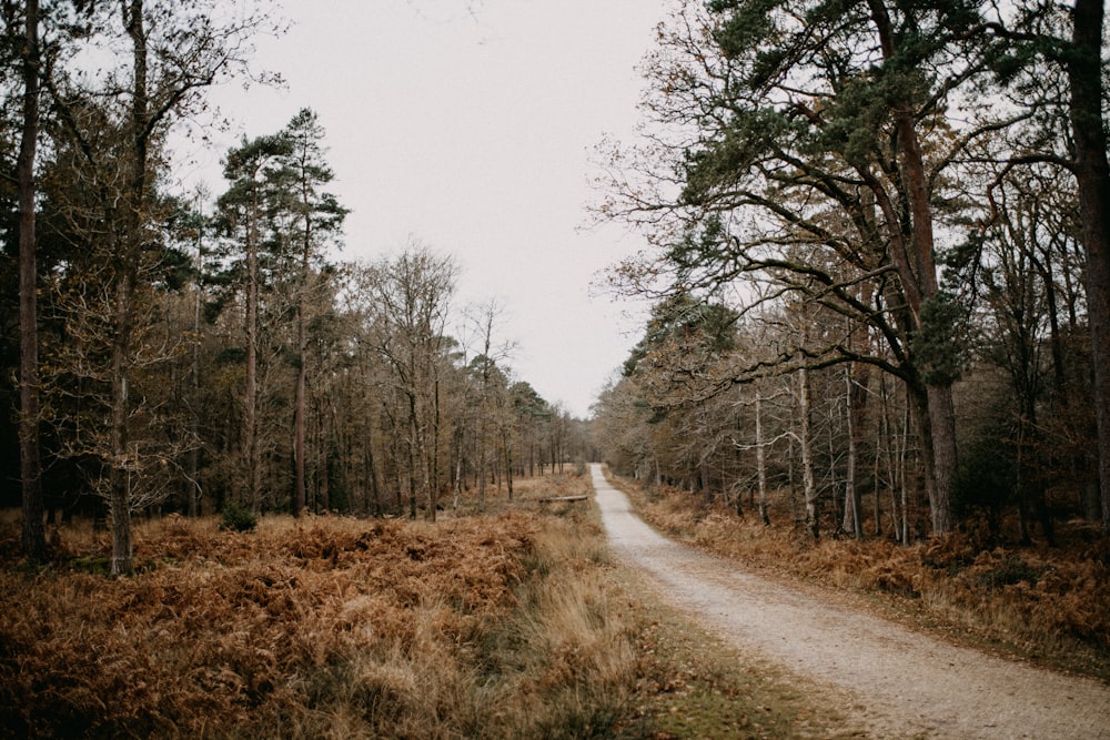 a dirt road in the middle of a forest