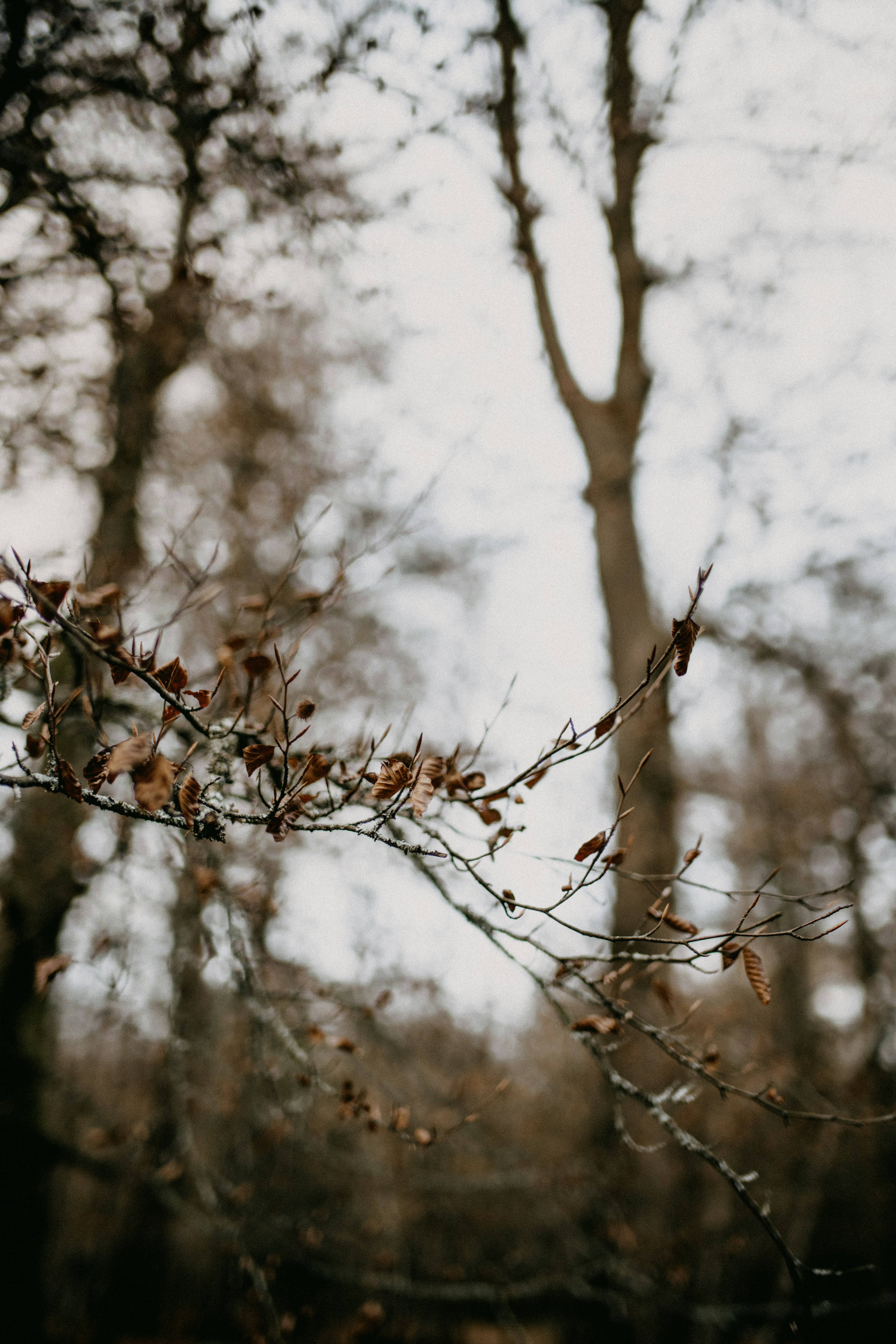 a tree branch with some leaves on it