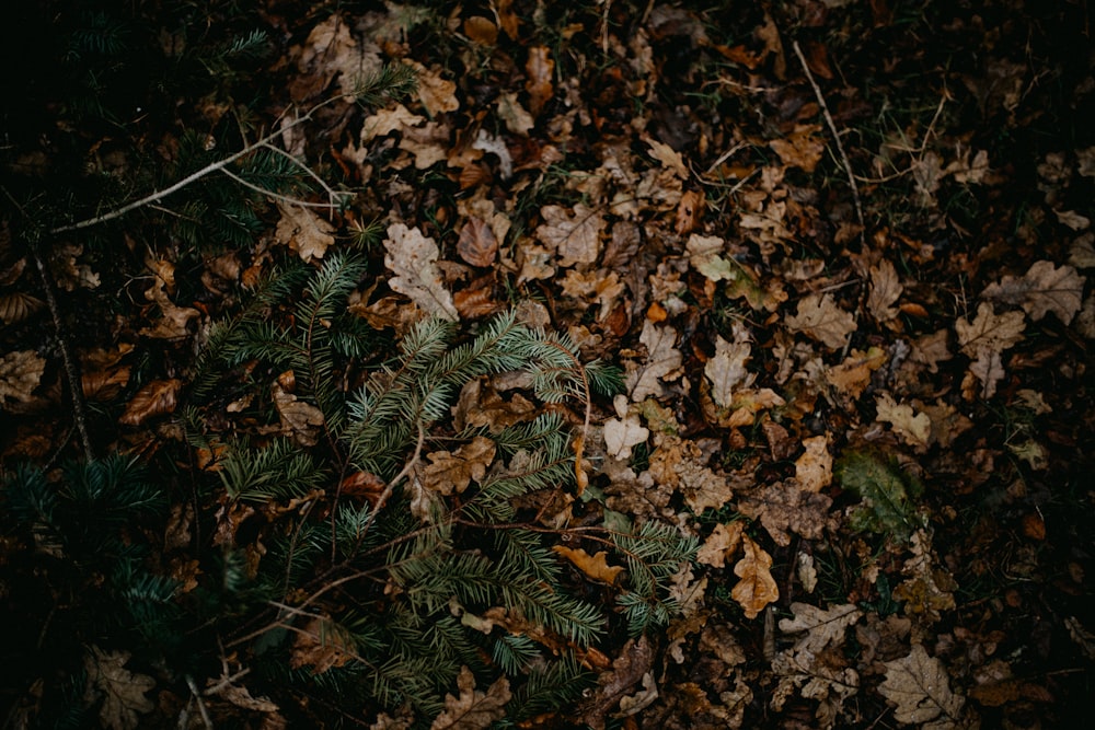 a bunch of leaves that are on the ground