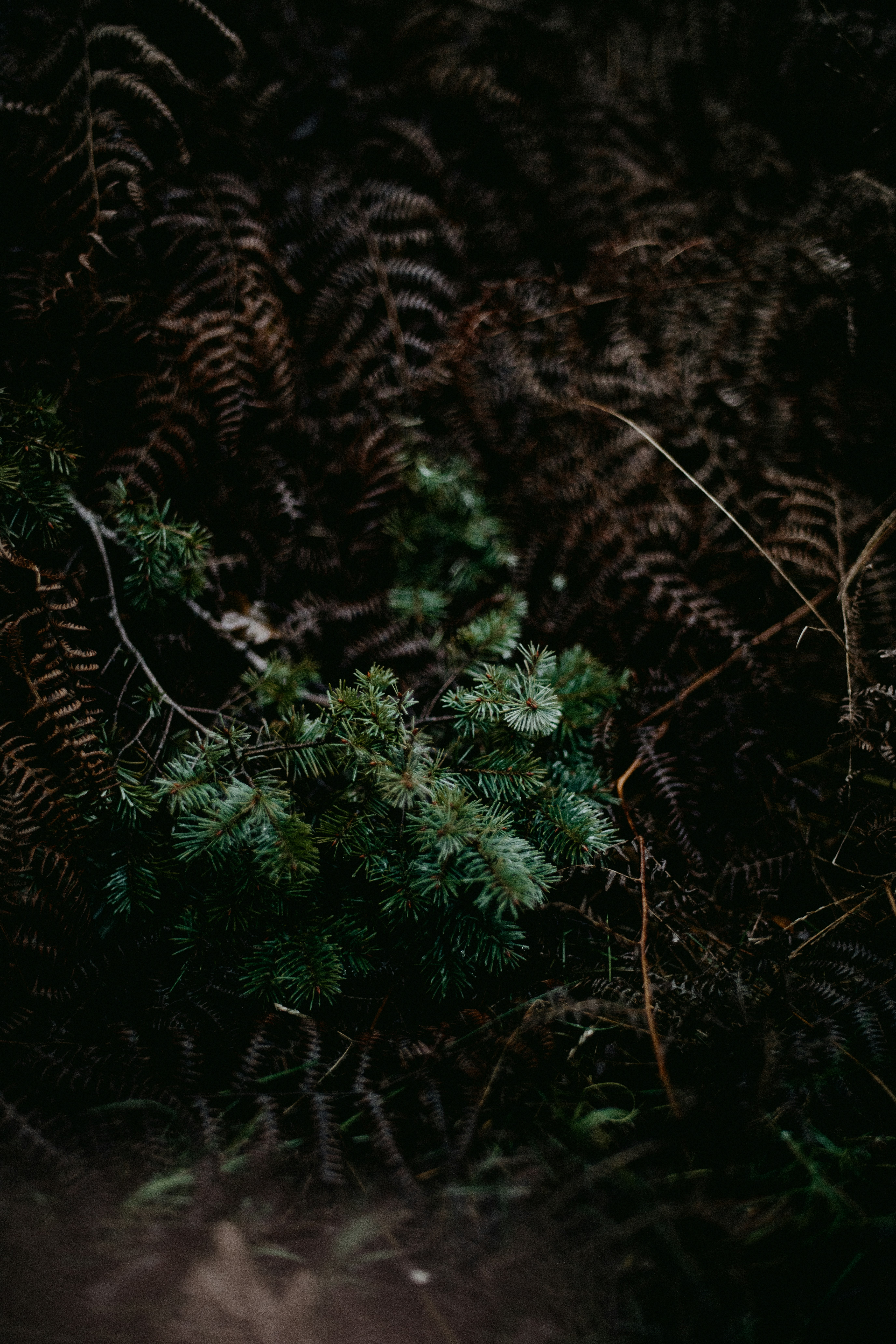 a teddy bear sitting in the middle of a forest
