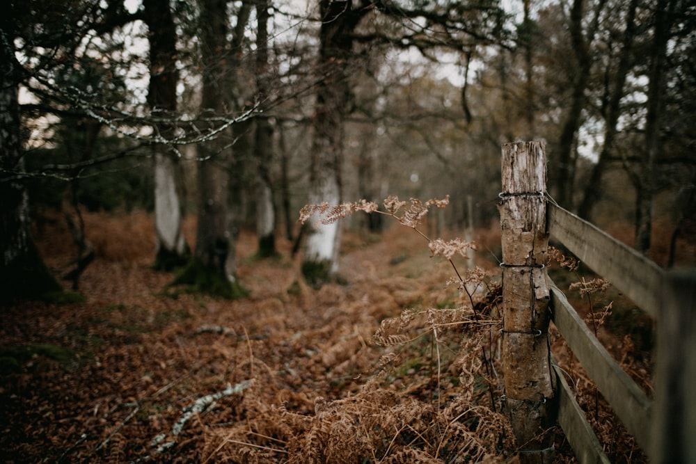 a wooden fence in the middle of a forest