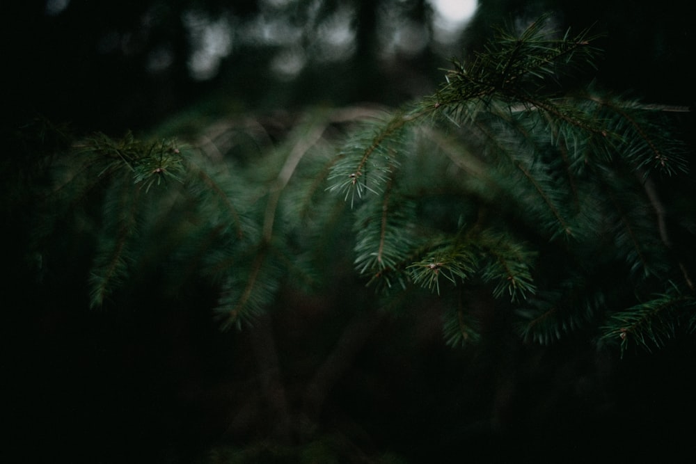 a close up of a pine tree branch