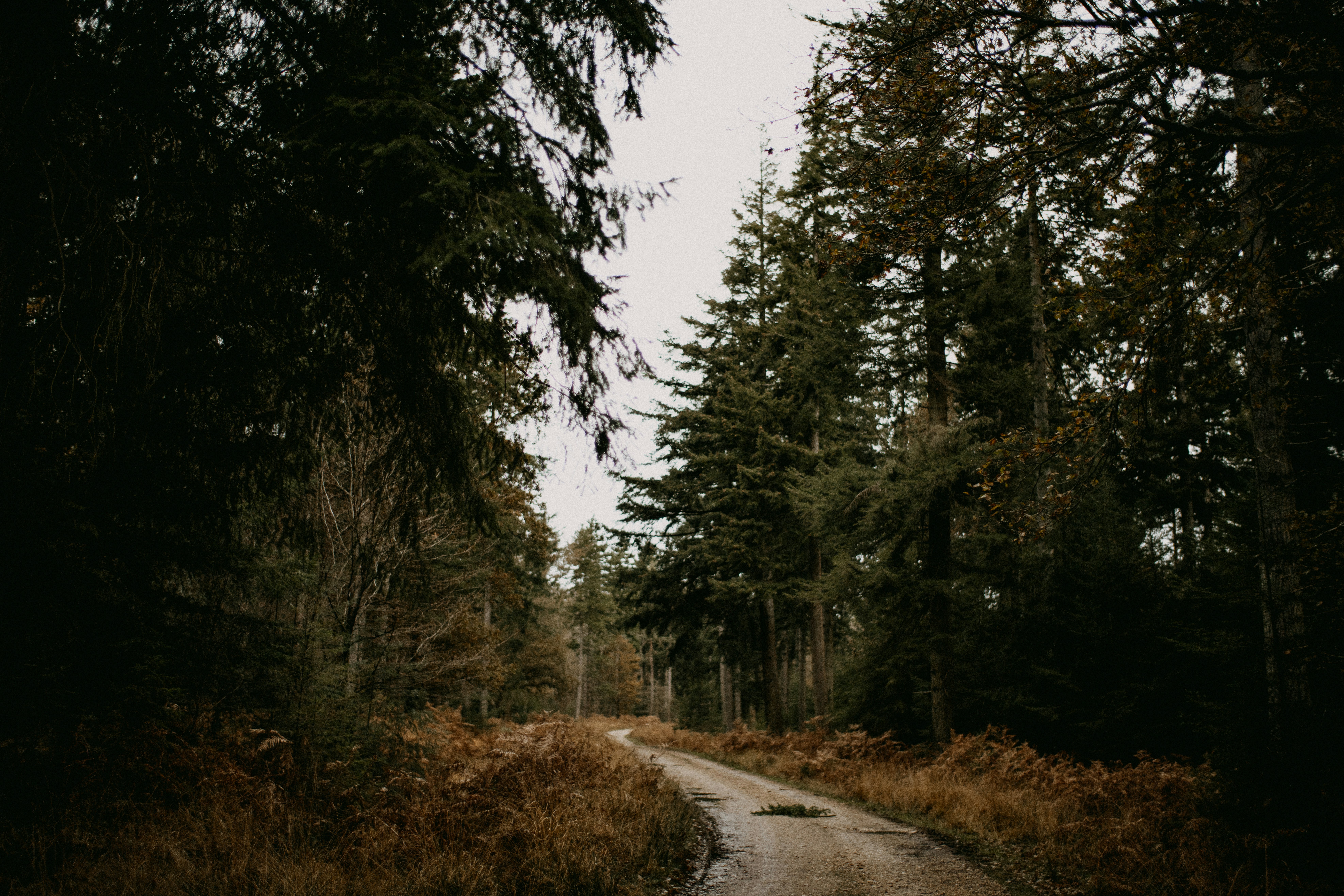 a dirt road in the middle of a forest