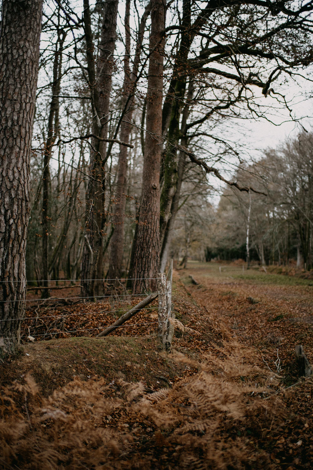 A wooden fence running through a stand of evergreen trees.